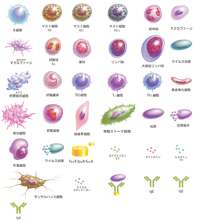 アレルギー原因物質、抗体・炎症物質