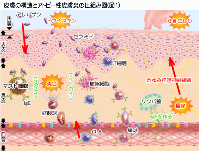 皮膚のバリアー機能