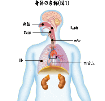 身体の名称